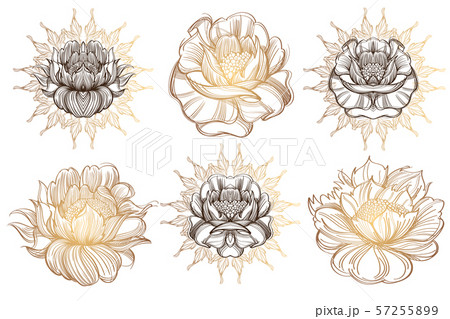 Botanical graphics. Peonies. A set of illustrations with buds, blossoming flowers and leaves. Botanical graphics. Peonies. A set of illustrations with buds, blossoming flowers and leaves. 57255899