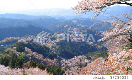 吉野山 上千本 花矢倉展望台の写真素材