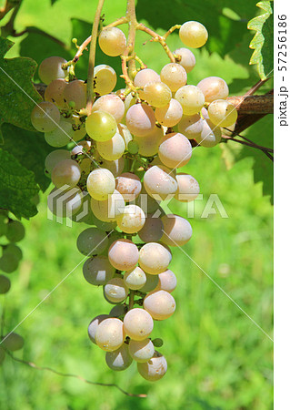 ワイン用ブドウ　甲州 57256186