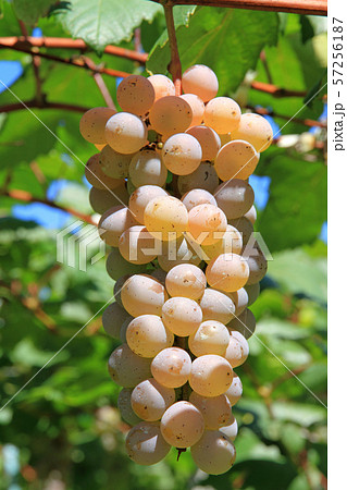 ワイン用ブドウ　甲州 57256187