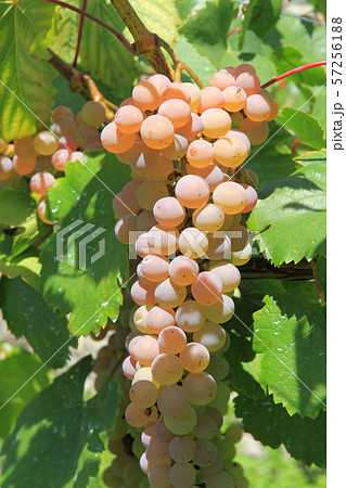 ワイン用ブドウ 甲州 ワイン用ブドウ 甲州 57256188
