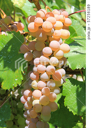 ワイン用ブドウ 甲州 ワイン用ブドウ 甲州 57256189