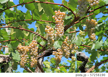 ワイン用ブドウ　甲州 57256190