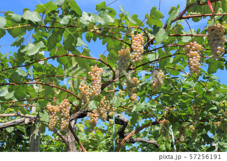 ワイン用ブドウ 甲州 ワイン用ブドウ 甲州 57256191