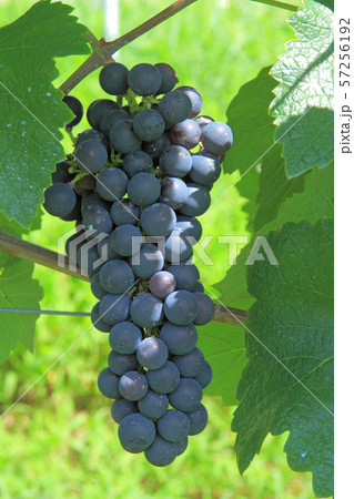 ワイン用ブドウ マスカット・ベーリーA ワイン用ブドウ マスカット・ベーリーA 57256192