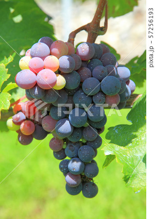 ワイン用ブドウ　着色期のカベルネ・ソーヴィニヨン 57256193