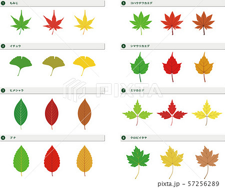 Autumn Leaves And Leaf Types Stock Illustration