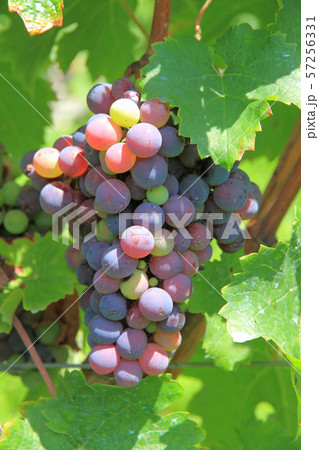 ワイン用ブドウ　着色期のカベルネ・フラン 57256331