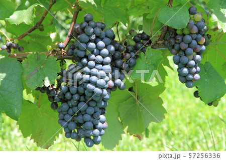 ワイン用ブドウ プティ・ヴェルド ワイン用ブドウ プティ・ヴェルド 57256336