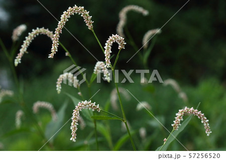自然　植物　オオイヌタデ、大きい上にそこそこの群落を作るようです。夏から秋に花をつけます 57256520