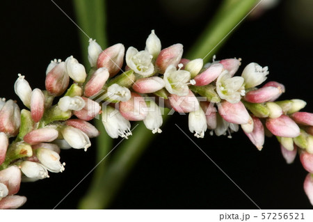 自然 植物 オオイヌタデ、小さな花が並んだ花穂。花びらに見えるのは萼で開花すると色は概ね白の様です 自然 植物 オオイヌタデ、小さな花が並んだ花穂。花びらに見えるのは萼で開花すると色は概ね白の様です 57256521