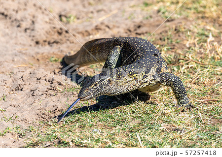 Monitor Lizard in Chobe, Botswana Africa wildlife 57257418