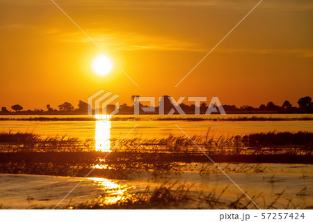 African sunset on Chobe river, Botswana African sunset on Chobe river, Botswana 57257424