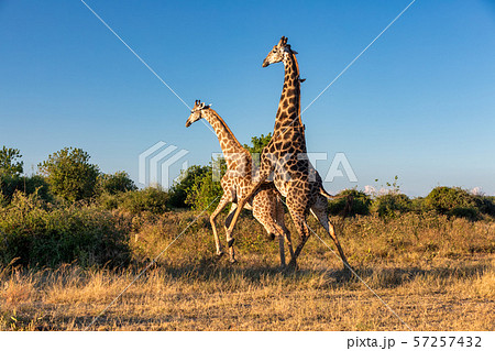 South African giraffe mating in Chobe, Botswana South African giraffe mating in Chobe, Botswana 57257432