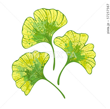 Colorful leaves of ginko biloba 57257567