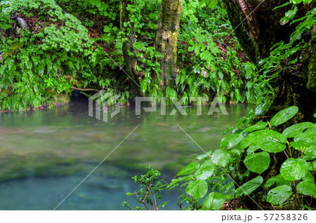 湧水池「出壺」雨の獅子ヶ鼻湿原　秋田県 57258326