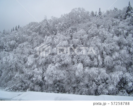 雪 雪 57258788