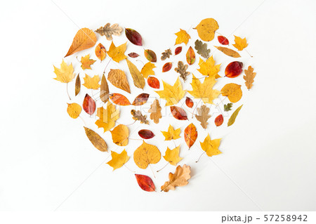 dry fallen autumn leaves in shape of heart dry fallen autumn leaves in shape of heart 57258942