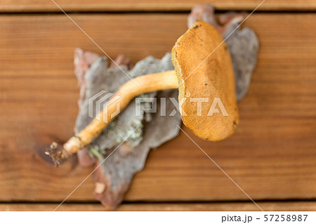 suillus bovinus mushroom on wooden background 57258987
