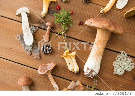 different edible mushrooms on wooden background different edible mushrooms on wooden background 57259178