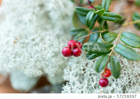 close up of cowberry and reindeer lichen moss close up of cowberry and reindeer lichen moss 57259207
