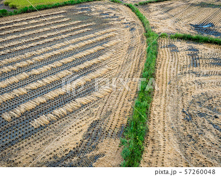 rice field harvest in Taiwan rice field harvest in Taiwan 57260048
