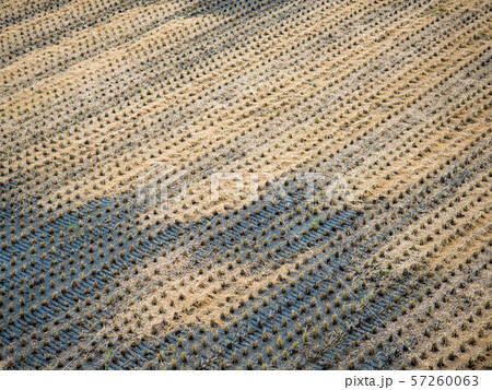 rice field harvest in Taiwan 57260063