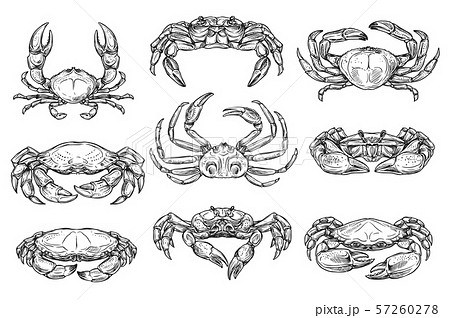 Crustacean marine crab animal sketches 57260278