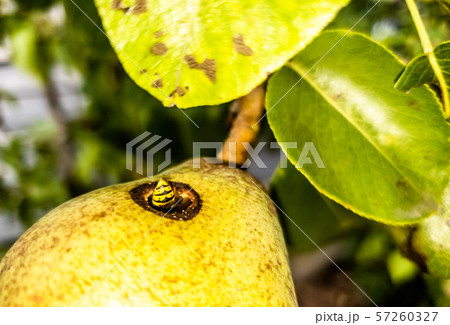 Close up of wasp climbing into a pear Close up of wasp climbing into a pear 57260327