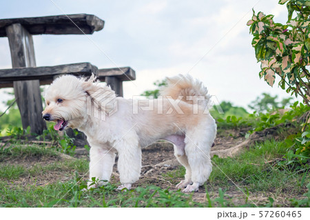 poodle terrier walking on park, side view, dog 57260465