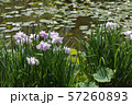 ハナショウブ　紫 57260893