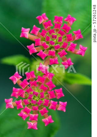 花の写真 花の写真 57261248
