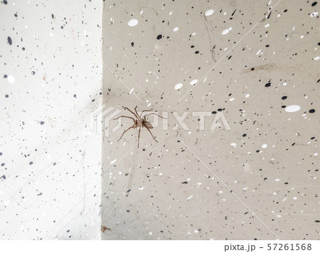 House spider ,tegenaria domestica, waiting in the edge of a concrete garage 57261568