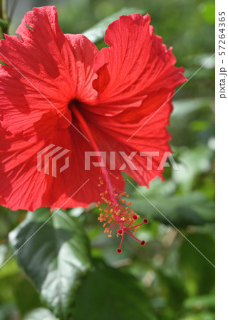 ハイビスカス（アカバナ） 57264365