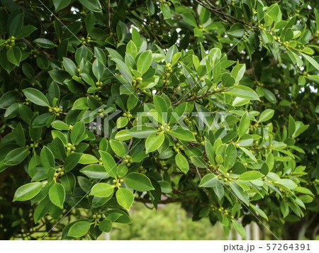 Weeping fig, Ficus benjamina, Banyan tree with Weeping fig, Ficus benjamina, Banyan tree with 57264391