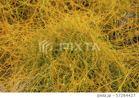 Close up Dodder plant on the ground 57264427