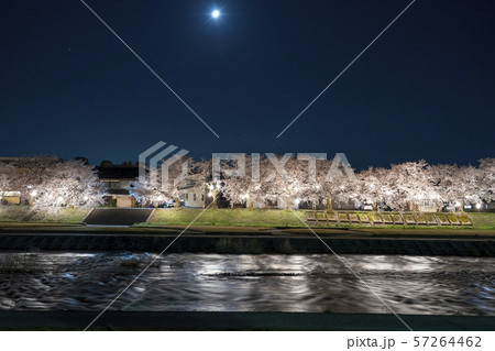 小矢部川公園千本桜 57264462