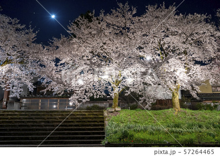 小矢部川公園千本桜 小矢部川公園千本桜 57264465