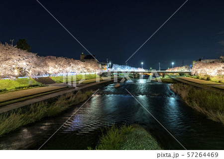 小矢部川公園千本桜 57264469