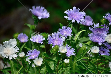 ストケシア 瑠璃菊 薄紫の花 57264526