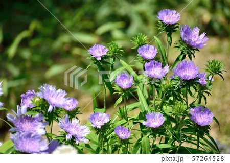 ストケシア 瑠璃菊 薄紫の花 ストケシア 瑠璃菊 薄紫の花 57264528