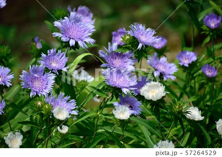 ストケシア 瑠璃菊 薄紫の花 ストケシア 瑠璃菊 薄紫の花 57264529