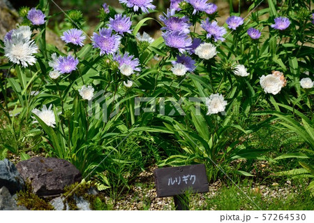 ストケシア 瑠璃菊 薄紫の花 ストケシア 瑠璃菊 薄紫の花 57264530