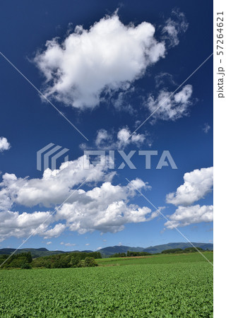 北海道厚沢部町鶉地区でビート畑の風景を撮影 57264621