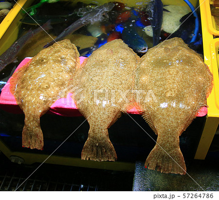 自然 風景 魚 57264786