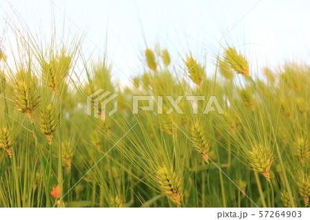 雲 快晴 景色 57264903