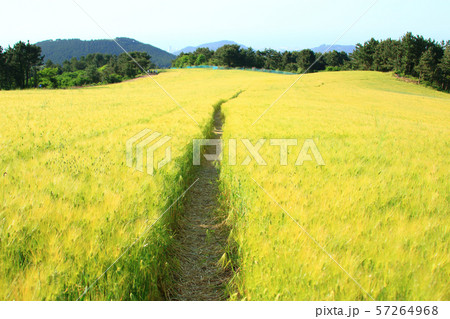 雲 快晴 景色 57264968