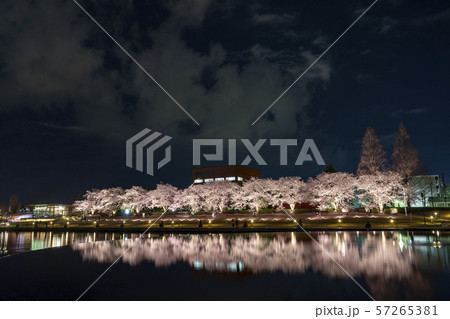富岩運河環水公園の夜桜 57265381