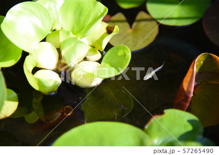 ビオトープ　メダカ　ホテイ草 57265490