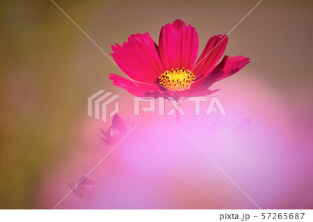 可憐なコスモスの花 可憐なコスモスの花 57265687